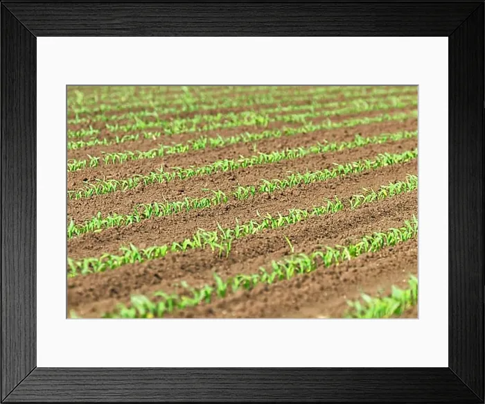 Framed Print : Yellow Bird in the Grass, Western Yellow Wagtail (Motacilla flava) Framed Print : Yellow Bird in the Grass, Western Yellow Wagtail (Motacilla flava)