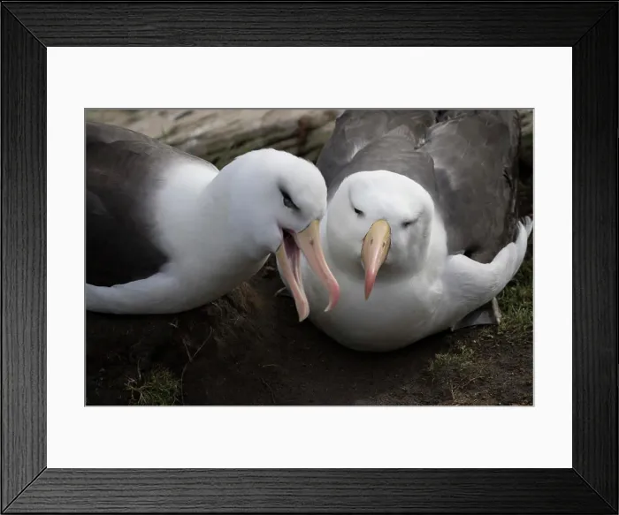 Framed Print : Black-Browed Albatross. Saunders Island. Falkland Islands Framed Print : Black-Browed Albatross. Saunders Island. Falkland Islands