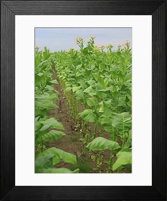 Framed Print : Virginian tobacco, cultivated tobacco