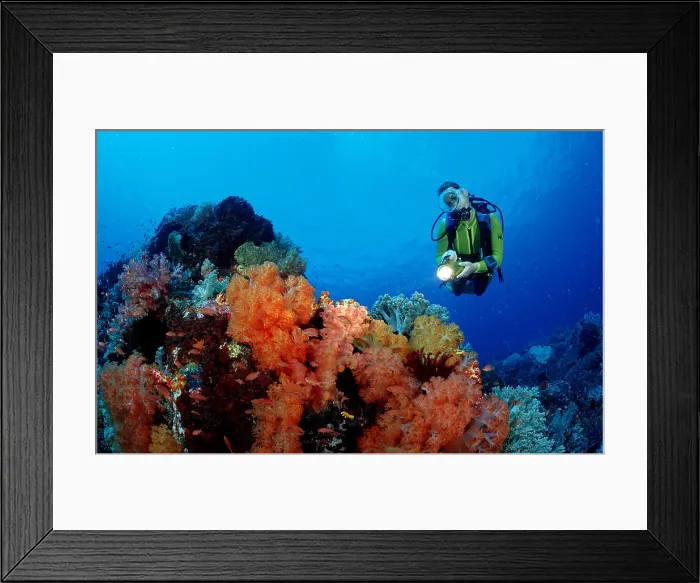 Framed Print : Scuba diver and coral reef