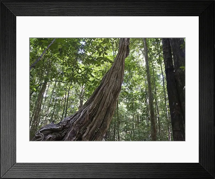 Framed Print : Stems of monkey ladder (Bauhinia sp.), Iwokrama rainforest, Guiana Shield, Guyana, South America Framed Print : Stems of monkey ladder (Bauhinia sp.), Iwokrama rainforest, Guiana Shield, Guyana, South America