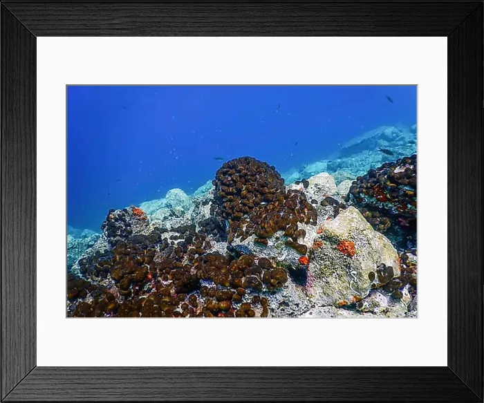 Framed Print : Sea Life Underwater Rocks Sunlight, Underwater Life, wildlife Framed Print : Sea Life Underwater Rocks Sunlight, Underwater Life, wildlife