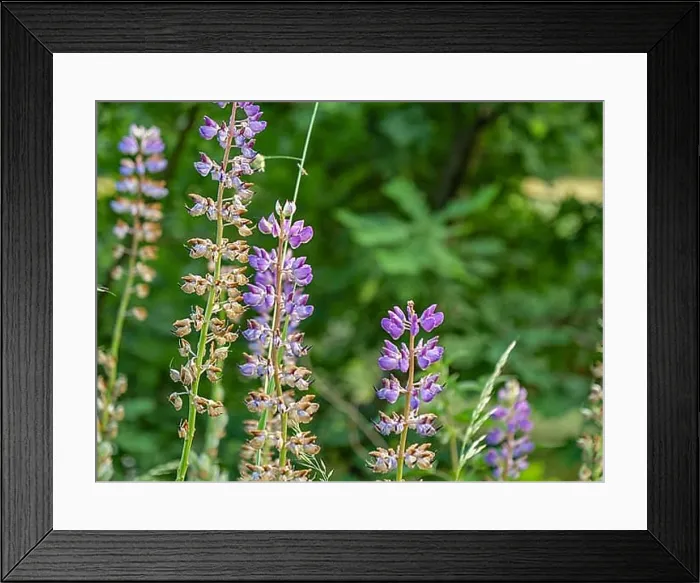 Framed Print : Purple flowers emerge from a green meadow Framed Print : Purple flowers emerge from a green meadow