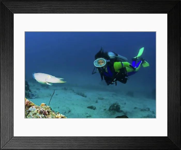 Framed Print : A Diver with abroadclub cuttlefish or reef cuttlefish, Sepia latimanus Framed Print : A Diver with abroadclub cuttlefish or reef cuttlefish, Sepia latimanus