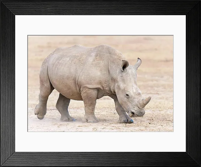 Framed Print : White Rhinoceros (Ceratotherium simum), Ol Pejeta Reserve, Kenya, Africa Framed Print : White Rhinoceros (Ceratotherium simum), Ol Pejeta Reserve, Kenya, Africa