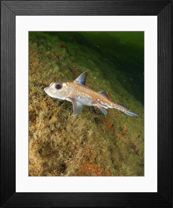 Framed Print : A ratfish (Hydrolagus colliei), Foggy Bay, Inside Passage, southeastern Alaska Framed Print : A ratfish (Hydrolagus colliei), Foggy Bay, Inside Passage, southeastern Alaska