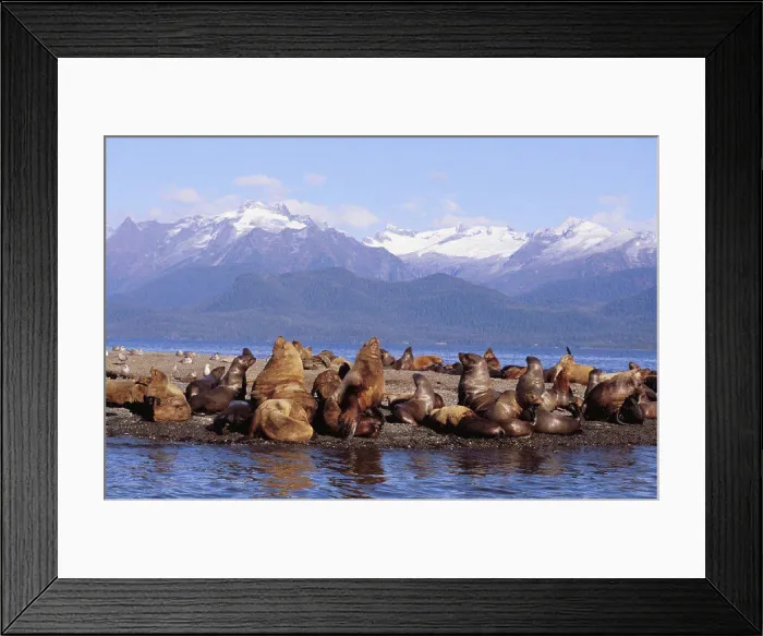 Framed Print : Alaska, Lynn Canal, Coast Range, Sea lions resting on haulout Framed Print : Alaska, Lynn Canal, Coast Range, Sea lions resting on haulout