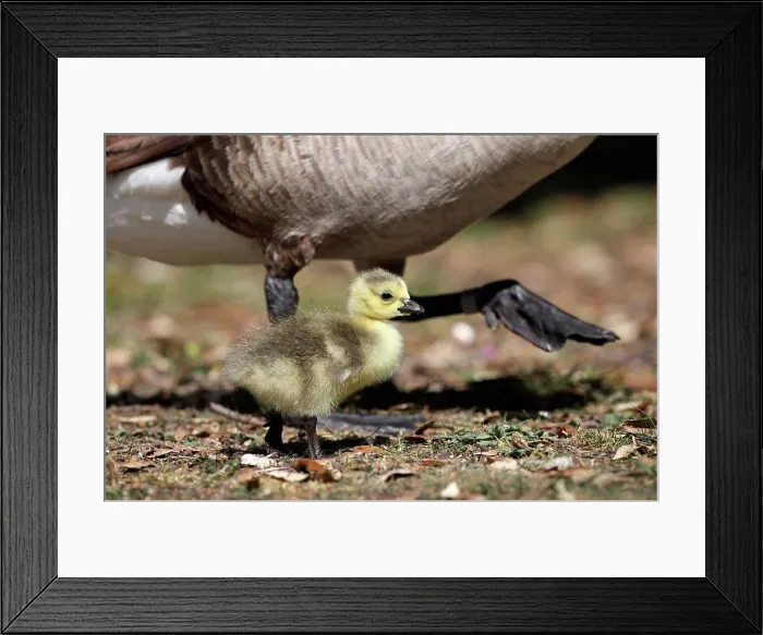 Framed Print : Canada Goose (Branta canadensis) introduced species, gosling, walking beside parent, London, England, may Framed Print : Canada Goose (Branta canadensis) introduced species, gosling, walking beside parent, London, England, may