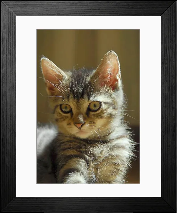 Framed Print : Young domestic kitten, mackerel Framed Print : Young domestic kitten, mackerel