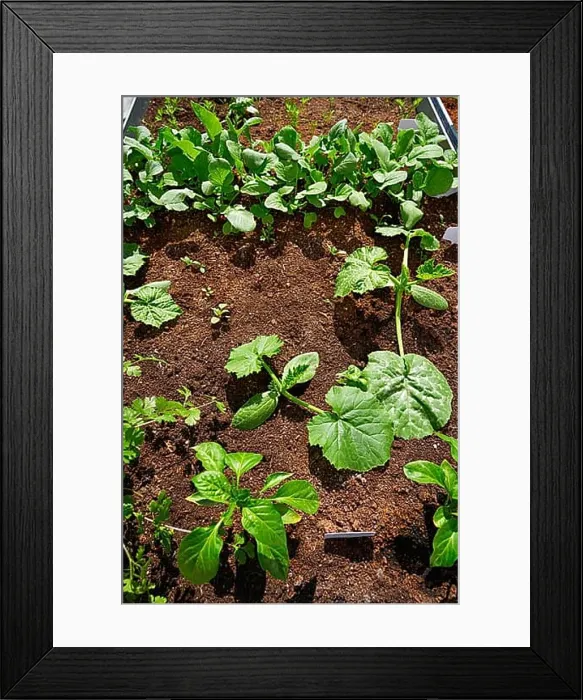 Framed Print : Raised bed orchard urban garden with several vegetables Framed Print : Raised bed orchard urban garden with several vegetables