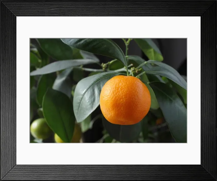 Framed Print : Orange growing on a tree Framed Print : Orange growing on a tree