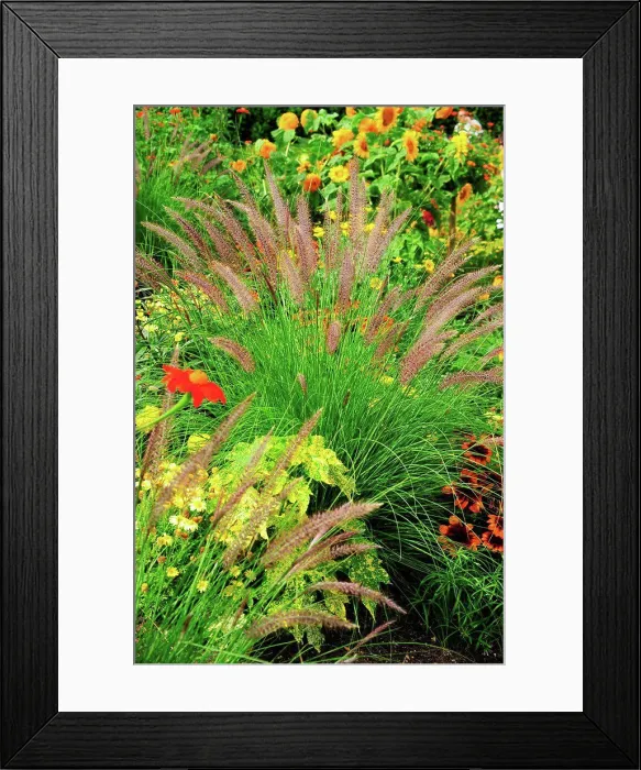 Framed Print : Crimson fountaingrass in a garden Framed Print : Crimson fountaingrass in a garden