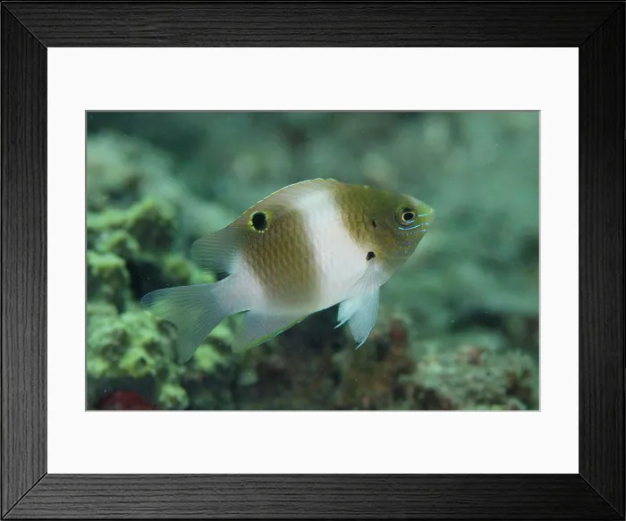 Framed Print : Honey-head Damsel (Dischistodus prosopotaenia) juvenile