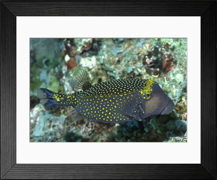 Framed Print : Spotted Boxfish - male Ostracion meleagris Solomon Islands Framed Print : Spotted Boxfish - male Ostracion meleagris Solomon Islands