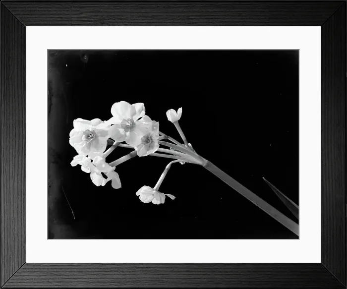 Framed Print : Poll photo collection. Advertising photography. A branch daffodils. 1933 Framed Print : Poll photo collection. Advertising photography. A branch daffodils. 1933