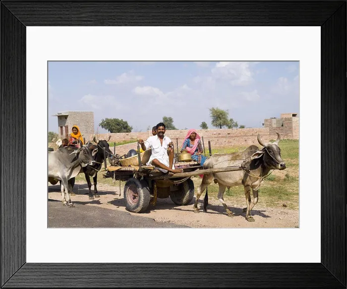 Framed Print : India, Rajasthan, Jodhpur, Great Indian Thar Desert, Gypsy family going by cow driven cart to look for land Framed Print : India, Rajasthan, Jodhpur, Great Indian Thar Desert, Gypsy family going by cow driven cart to look for land