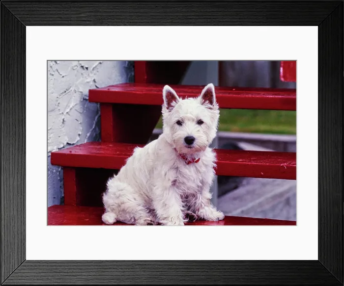 Framed Print : West Highland White Terrier sitting on red wooden steps Framed Print : West Highland White Terrier sitting on red wooden steps