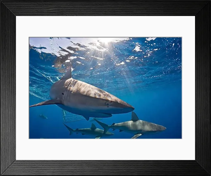 Framed Print : Galapagos sharks, Carcharhinus galapagensis, Oahu, Pacific, Hawaii, USA, North America Framed Print : Galapagos sharks, Carcharhinus galapagensis, Oahu, Pacific, Hawaii, USA, North America