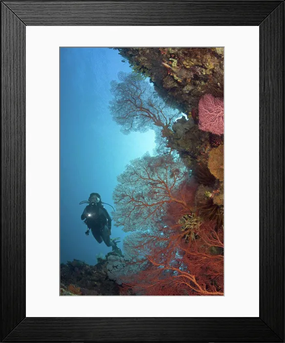 Framed Print : Indonesia, Gorgonian coral dominates this reef scene with a diver Framed Print : Indonesia, Gorgonian coral dominates this reef scene with a diver