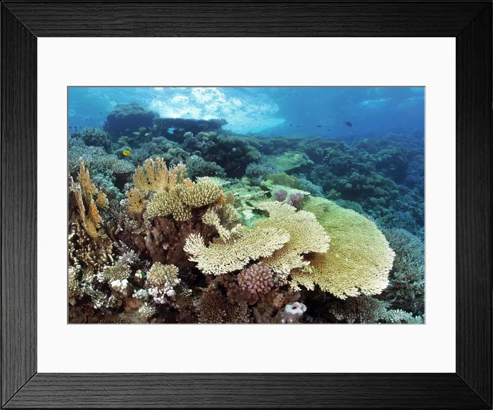 Framed Print : Table coral of the genus Acropora Framed Print : Table coral of the genus Acropora