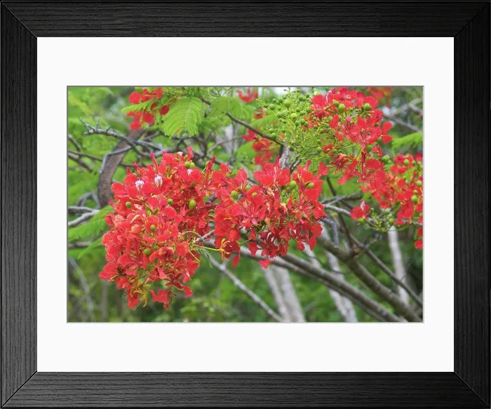 Framed Print : Flamboyant Flower Xépénéhé in New Caledonia Framed Print : Flamboyant Flower Xépénéhé in New Caledonia