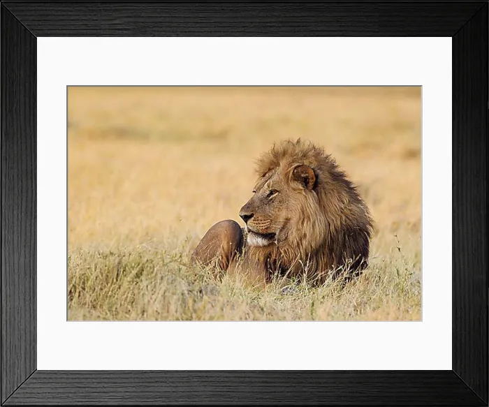 Framed Print : Lion (Panthera leo), resting male at dawn, Savuti, Chobe National Park, Botswana, Africa Framed Print : Lion (Panthera leo), resting male at dawn, Savuti, Chobe National Park, Botswana, Africa