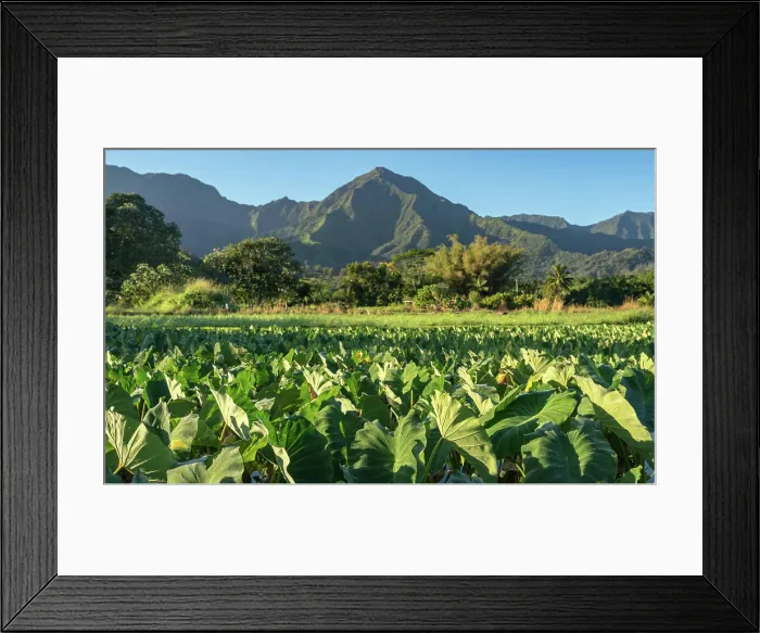 Framed Print : Taro leaves frame the Na Pali mountains in Kauai Close up on Taro plans in Hanalei valley with Na Pali mountains behind