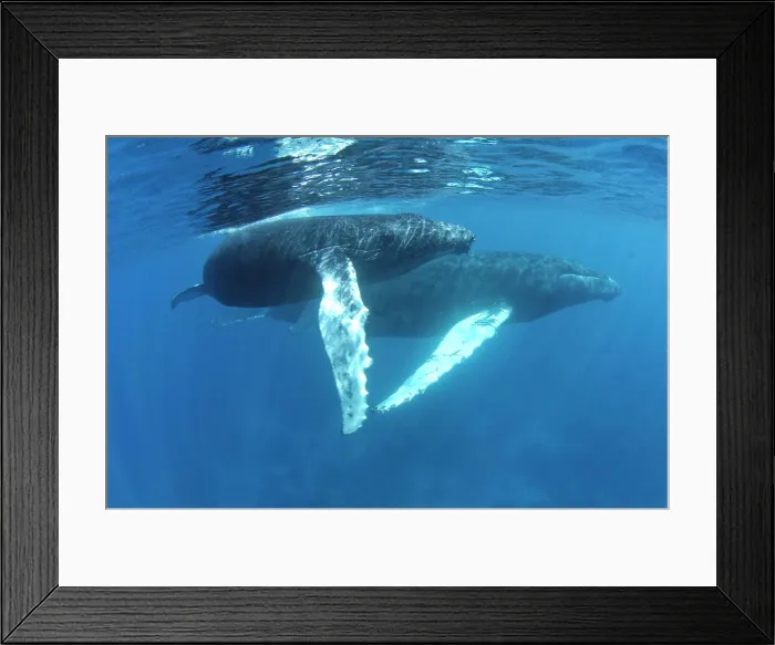 Framed Print : Humpback whales of the Silver Bank The humpback whale (Megaptera novaeangliae) is a species of baleen whale