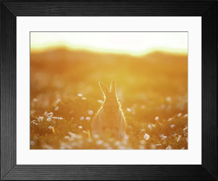 Framed Print : European Rabbit (Oryctolagus cuniculus) among flowers, Skomer, Pembrokeshire, England