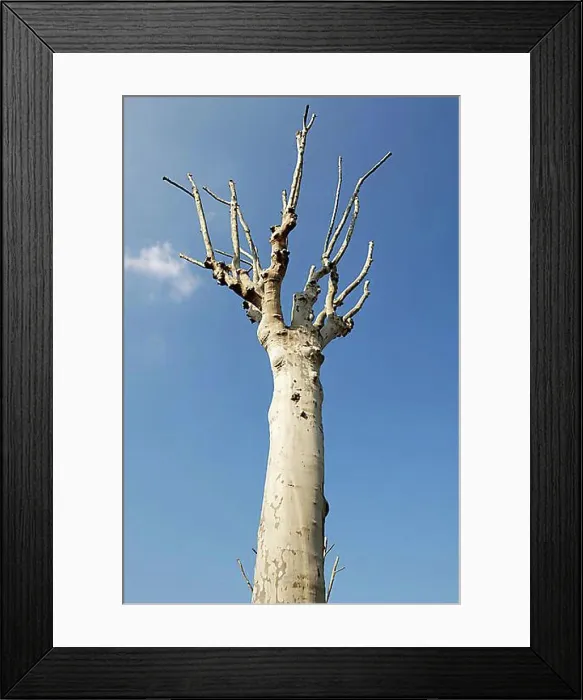 Framed Print : Clipped plane tree (Platanus) Framed Print : Clipped plane tree (Platanus)