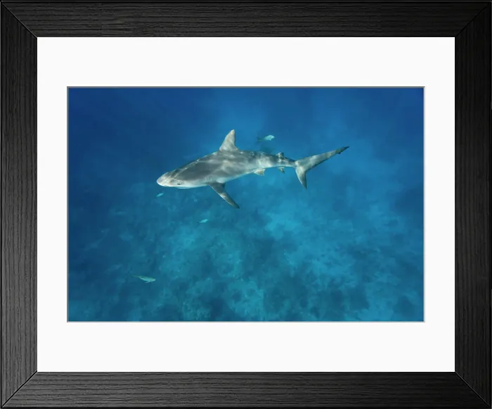 Framed Print : Bahamas, New Providence Island, Caribbean Reef Sharks (Carcharhinus perezi) swimming in Caribbean Sea Framed Print : Bahamas, New Providence Island, Caribbean Reef Sharks (Carcharhinus perezi) swimming in Caribbean Sea