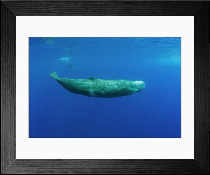 Framed Print : Sperm Whale and Photographer, Physeter catodon, Azores, Atlantic Ocean, Portugal Framed Print : Sperm Whale and Photographer, Physeter catodon, Azores, Atlantic Ocean, Portugal