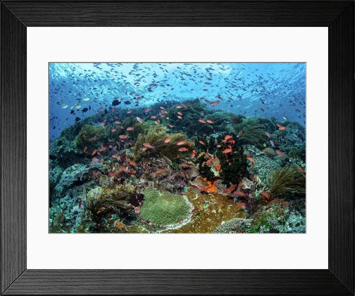 Framed Print : School of threadfin anthias fish above a coral reef in Alor, Indonesia Framed Print : School of threadfin anthias fish above a coral reef in Alor, Indonesia