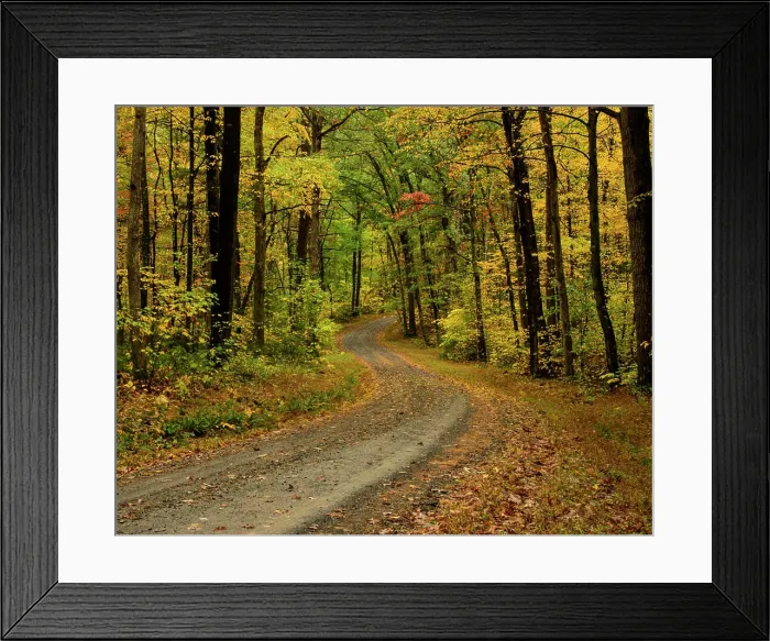 Framed Print : Explore the Serene Beauty of a Winding Forest Pathway in Autumn Framed Print : Explore the Serene Beauty of a Winding Forest Pathway in Autumn