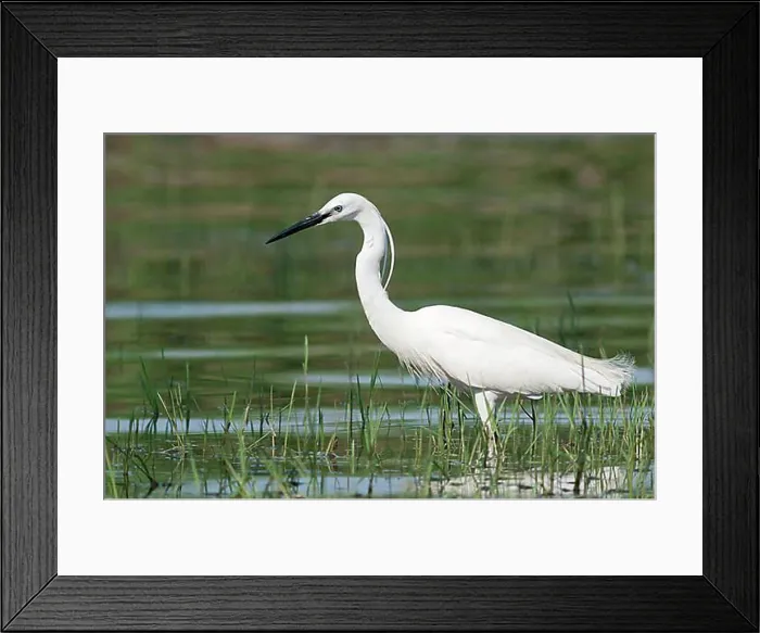 Framed Print : Little Egret (Egretta garzetta), foraging, Lake Kerkini, Greece, Europe