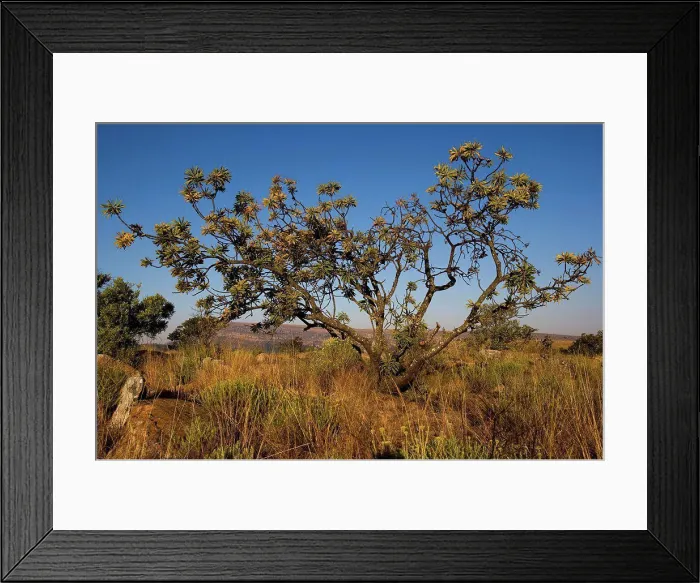 Framed Print : Isolated tree Blyde River Canyon South Africa Framed Print : Isolated tree Blyde River Canyon South Africa
