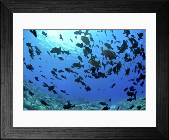 Framed Print : School of black Indian Ocean triggerfish, Christmas Island, Australia Framed Print : School of black Indian Ocean triggerfish, Christmas Island, Australia