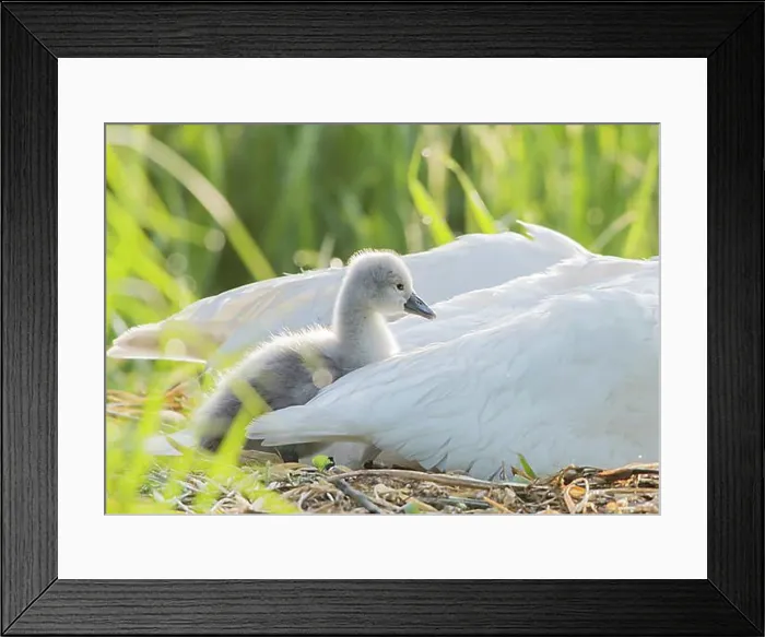 Framed Print : Mute swan (Cygnus olor) in the nest, with chick in the plumage of the adult animal, Hesse, Germany, Europe Framed Print : Mute swan (Cygnus olor) in the nest, with chick in the plumage of the adult animal, Hesse, Germany, Europe