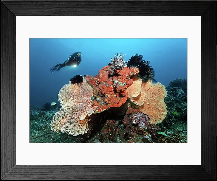 Framed Print : Diver looking at coral reef with various corals, sponges and crinoids, Bali