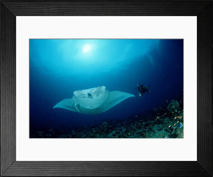 Framed Print : Manta ray and scuba diver Manta birostris Framed Print : Manta ray and scuba diver Manta birostris