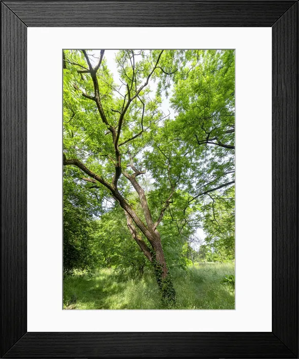Framed Print : Arizona Black Walnut (Juglans microcarpa) Major in spring
