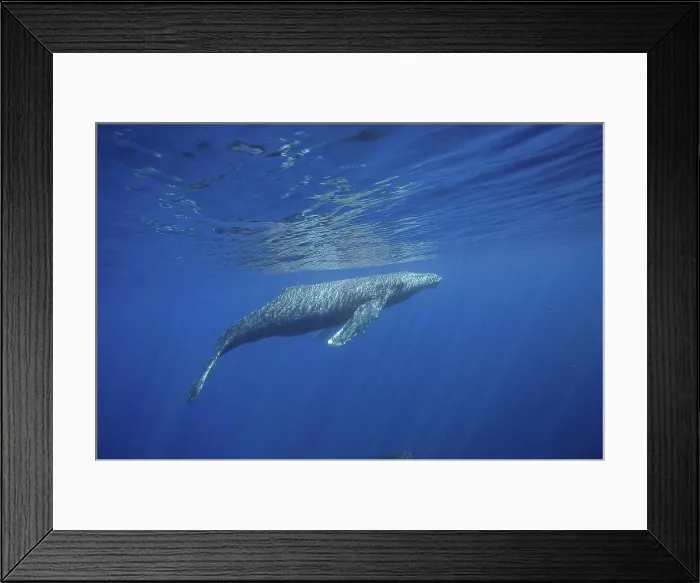 Framed Print : A humpback whale (Megaptera novaeangliae) surfaces off the island of Maui; Maui, Hawaii, United States of America