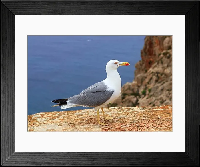 Framed Print : Yellow bill seagull posing in rocky sea mountain mediterranean
