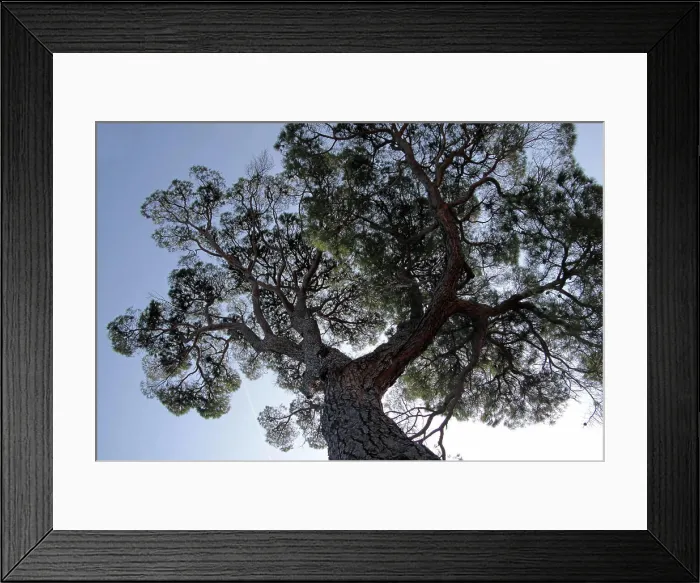 Framed Print : Pine in the Boboli gardens in Florence Pine in the Boboli gardens in Florence Framed Print : Pine in the Boboli gardens in Florence Pine in the Boboli gardens in Florence