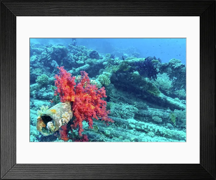 Framed Print : meeresboden, verwittert, rohr, rotes meer Framed Print : meeresboden, verwittert, rohr, rotes meer