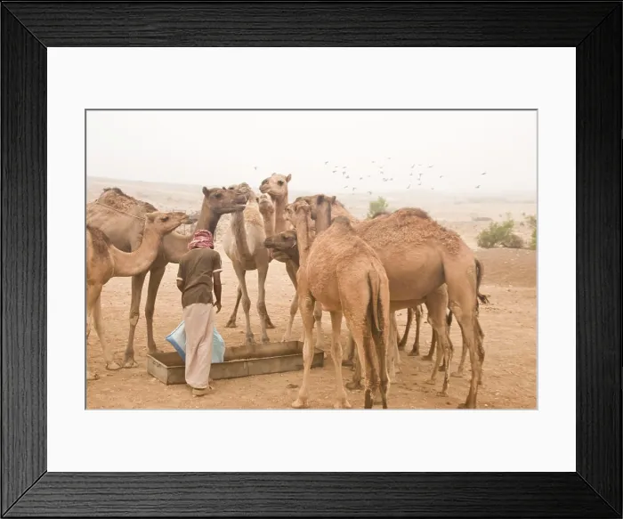 Framed Print : A bedouin man feeds his camels in the Jabal Samhan, Oman Framed Print : A bedouin man feeds his camels in the Jabal Samhan, Oman