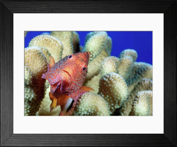Framed Print : Typical of this family the Blackside hawkfish (Paracirrhites forsteri)