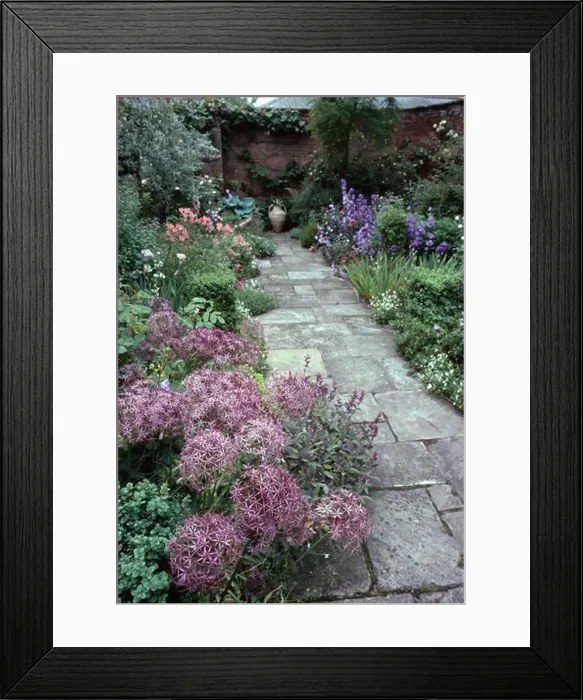 Framed Print : Allium Christophii in summer flowering border beside stone paved path to pithoi pot in walled garden Framed Print : Allium Christophii in summer flowering border beside stone paved path to pithoi pot in walled garden