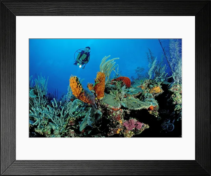 Framed Print : Carribbean reef and scuba diver Framed Print : Carribbean reef and scuba diver