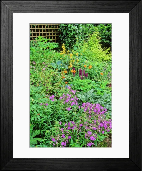 Framed Print : Flowering Perennial Spring Massif with Phlox (Phlox sp), Columbine (Aquilegia sp), Lungwort (Pulmonaria sp) Framed Print : Flowering Perennial Spring Massif with Phlox (Phlox sp), Columbine (Aquilegia sp), Lungwort (Pulmonaria sp)